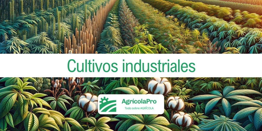La importancia de los cultivos industriales como productos agrícolas